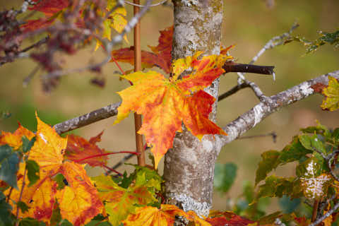 Gemeinde Frauenau Landkreis Regen Trinkwassertalsperre Herbst Detail (Dirschl Johann) Deutschland REG